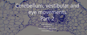Cerebellum, vestibular, and eye movements: Part 2